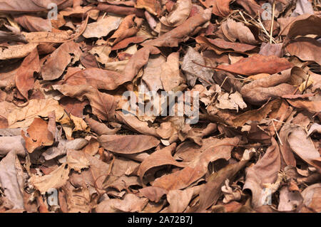 Close-up of fallen leaves of trees and filling the soils of fields and cities in autumn Stock Photo