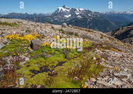 Patches of bright green moss, yellow and purple flowers cover rocky ridge on Mt Baker's Ptarmigan Ridge trail.  Mt Shuksan rises above North Cascades Stock Photo