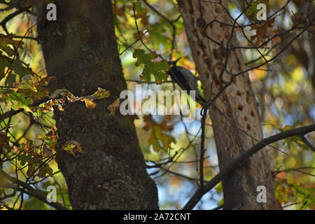 Woodpecker in a Tree Stock Photo
