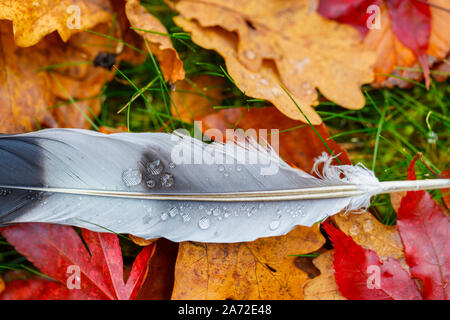 Close-up of a wood pigeon feather with water droplets lying amongst brown fallen leaves from an oak tree (Quercus robur) and a red maple in autumn