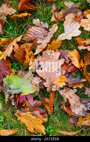 A leaf from an English oak tree (Quercus robur) with water droplets lies amongst a mixture of fallen oak and beech leaves on grass in autumn Stock Photo