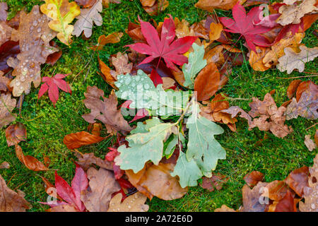 A broken twig from an oak tree (Quercus robur) with green leaves and water droplets lies amongst brown and red fallen maple and oak leaves on grass Stock Photo