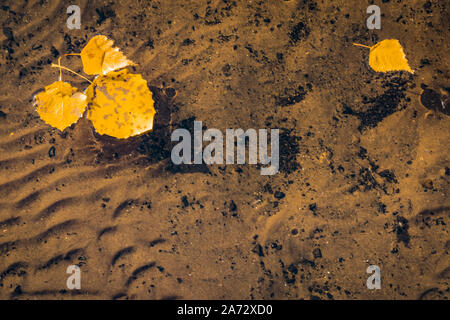 Yellowed leaves floating on the calm surface of the lake with a beautiful wavy bottom visible. Stock Photo