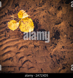 Yellowed leaves floating on the calm surface of the lake with a beautiful wavy bottom visible. Stock Photo