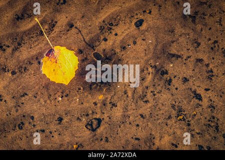 Yellowed leaves floating on the calm surface of the lake with a beautiful wavy bottom visible. Stock Photo