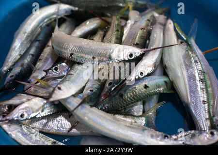 Needlefish hi-res stock photography and images - Alamy