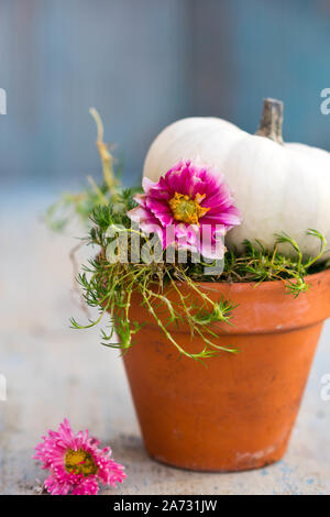 white baby boo pumpkins in a ceramic pot and pink dahlia flowers Stock Photo