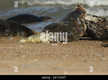 A cute newly born Grey Seal Pup, Halichoerus grypus, lying on the beach. Its mother can be seen in the background biting another seal. Stock Photo