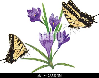 Spring flowers, purple blooming crocus or saffron design. Stock Vector
