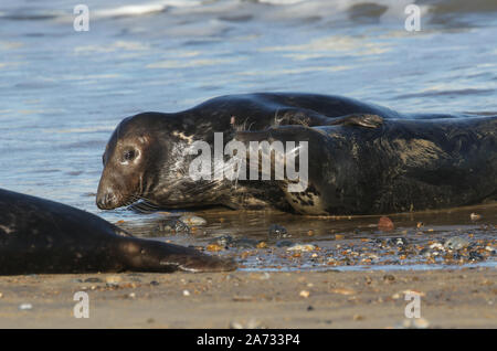 Two amusing Grey Seals, Halichoerus grypus, play fighting on the shoreline during breeding season. Stock Photo