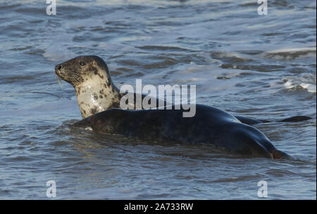 Two amusing Grey Seals, Halichoerus grypus, play fighting in the sea during breeding season. Stock Photo