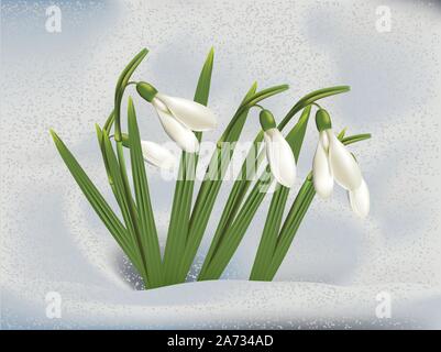 First spring flowers snowdrops in snow background. Stock Vector