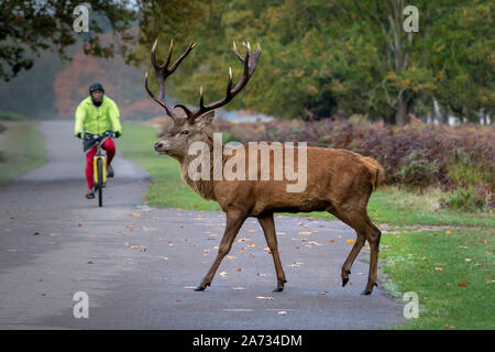 London, UK. 27th Oct 2019. Early morning deer wander through Richmond Park, where over 600 deer roam freely. Credit: Guy Corbishley/Alamy Live News Stock Photo