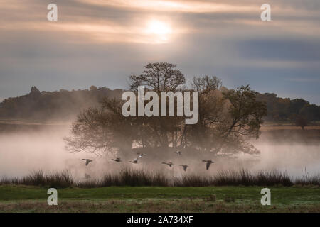 UK Weather: Canadian Geese fly as the early morning sun rises over a misty pond in central Richmond Park. London, UK. Stock Photo