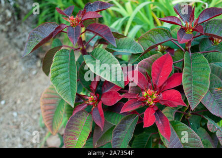 Colton Park flowers Stock Photo