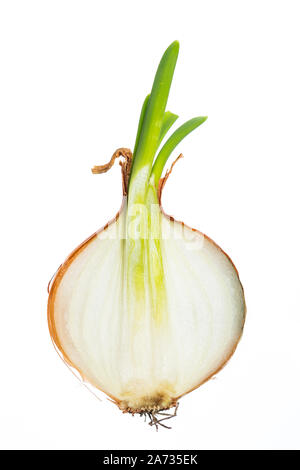 Halved onion isolated on white background Stock Photo