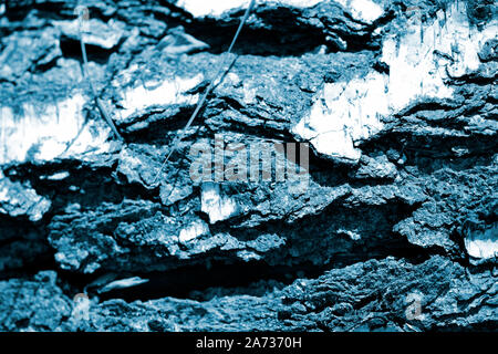 Birch tree bark close up. Abstract natural background blue color toned Stock Photo