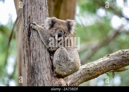 Koala,  Phascolarctos cinereus, sitting on a tree branch, Australia