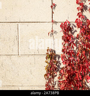 autumn background of red leaves of curly wild grape on a stone wall background. Stock Photo
