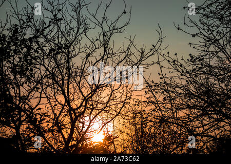 Sunset through tree branches without leaves. Horror or fear concept image. Forest woods in back light of dusk time Stock Photo