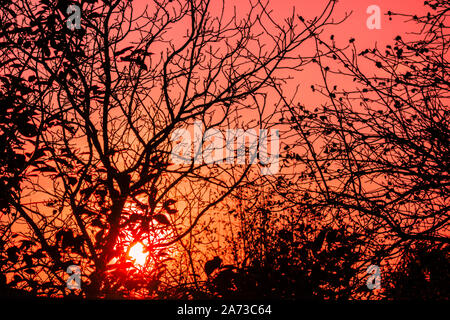 Sunset through tree branches without leaves. Horror or fear concept image. Forest woods in back light of dusk time Stock Photo