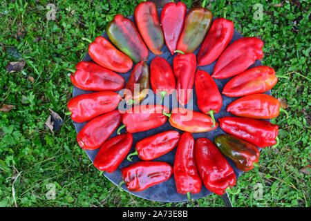 Fresh red peppers placed on round sheet cooker to be roasted, view from above Stock Photo