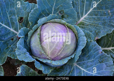 Organic food production, one head of helthy, organic red cabbage in the garden, close up view Stock Photo