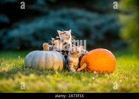 Cute siblings kittens play and sit around pumpkins on green autumn grass on a meadow. Warm evening light, photo shoot in the golden hour on October day shortly before Halloween. Stock Photo