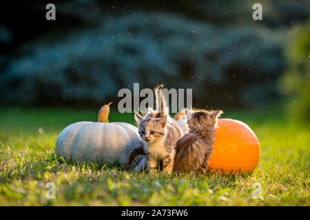 Cute siblings kittens play and sit around pumpkins on green autumn grass on a meadow. Warm evening light, photo shoot in the golden hour on October day shortly before Halloween. Stock Photo