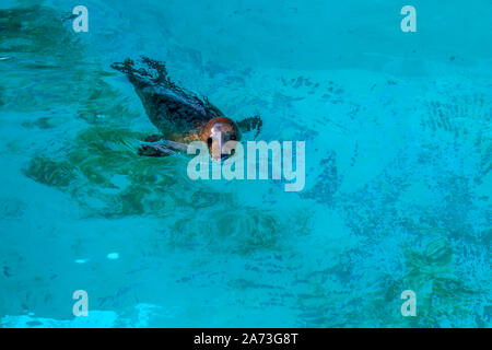 Cute playful seal swims and dives in the zoo pool. Image Stock Photo