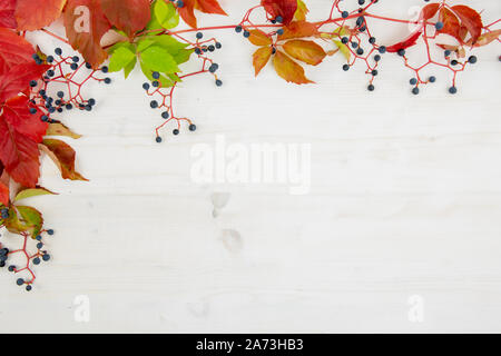 Autumn flat lay copy space: top view of Virginia creeper (Parthenocissus quinquefolia) red and orange leaves with black grapes on a white wooden backg Stock Photo