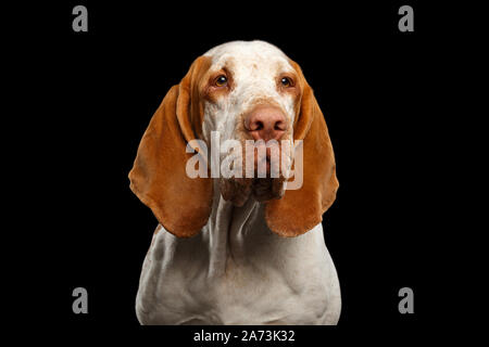 Portrait of Bracco Italiano Pointer Dog with Funny Ears on Isolated Black Background Stock Photo