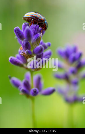 Chrysolina americana sat on top of Lavender flowers Stock Photo