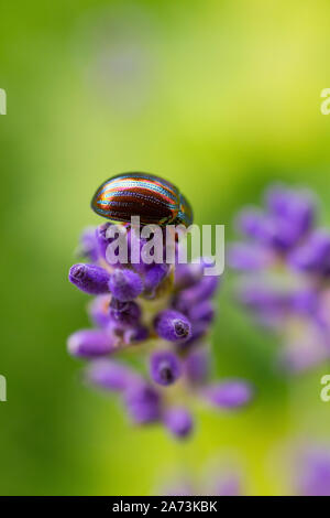 Chrysolina americana sat on top of Lavender flowers Stock Photo