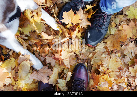 Foot boots of the family of two people and paws of dog top view, who stand on the lawn covered with yellow fallen maple leaves. Stock Photo