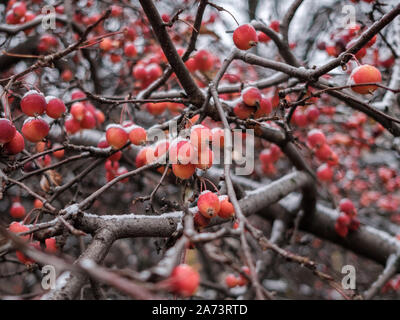 Branches of a Chinese apple tree or Siberian crab with tiny red apples powdered with snow on a cloudy November day. Dwarf apple trees freeze in late a Stock Photo