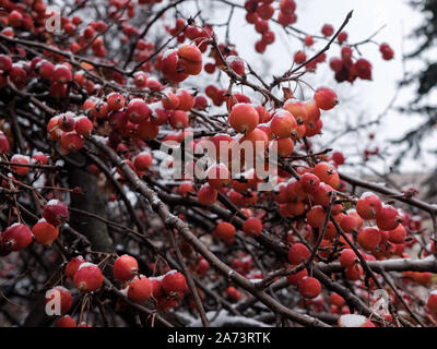 Branches of a Chinese apple tree or Siberian crab with tiny red apples powdered with snow on a cloudy November day. Dwarf apple trees freeze in late a Stock Photo