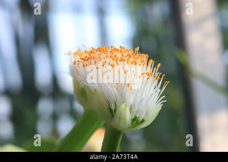 Haemanthus albiflos flowering plant. Paintbrush or Elephant's tongue white flower Stock Photo