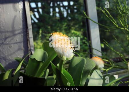 Haemanthus albiflos flowering plant. Paintbrush or Elephant's tongue white flower Stock Photo