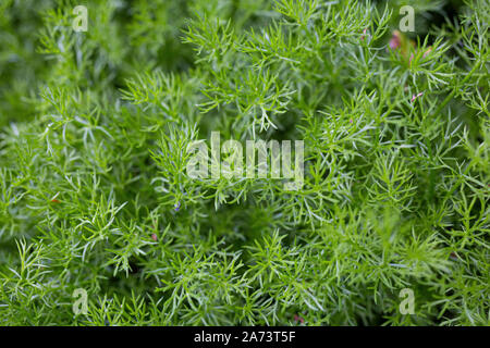 Chamomile Chamaemelum nobile Treneague Stock Photo - Alamy