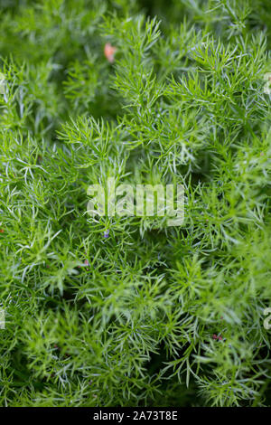 Chamomile Chamaemelum nobile Treneague Stock Photo - Alamy