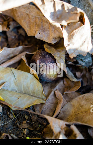 Ripe walnuts fallen from a tree laying in autumn leaves, fall harvest Stock Photo