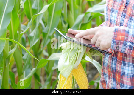 Farmer using tablet computer for inspecting maize corn field Stock Photo