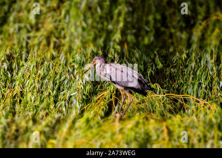 Grey heron Specie Ardea cinerea family of ardeidae Stock Photo - Alamy