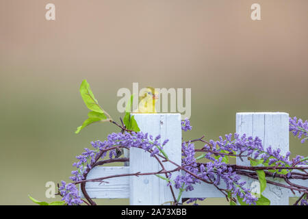 Female American goldfinch perched on a backyard fence. Stock Photo