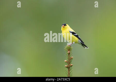 Male American goldfinch perched on the top of a white spruce. Stock Photo