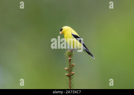 Male American goldfinch perched on the top of a white spruce. Stock Photo