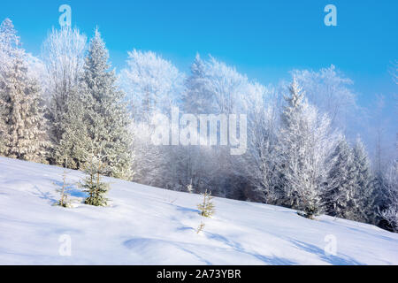 winter hazy morning. forest on snow covered meadow. trees in hoarfrost. wonderful sunny morning countryside