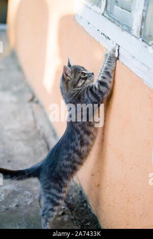 Little gray kitten playing alone in country house backyard Stock Photo