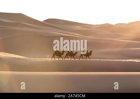 Nomadic married couple crossing huge sand dunes with their bactrian camel caravan at sunrise. Gobi desert, Mongolia. Stock Photo